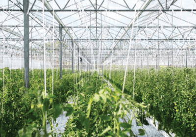 The Necessity Of Formulation Types & Greenhouse Operations
