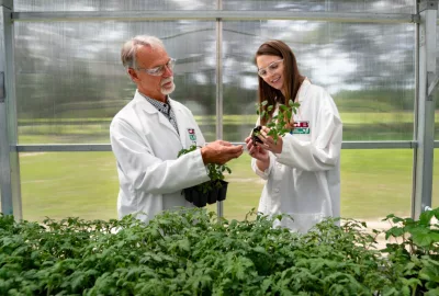 Formulation speciliast trying to identify phytotoxicity in a tomato plant